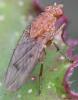Suillia notata